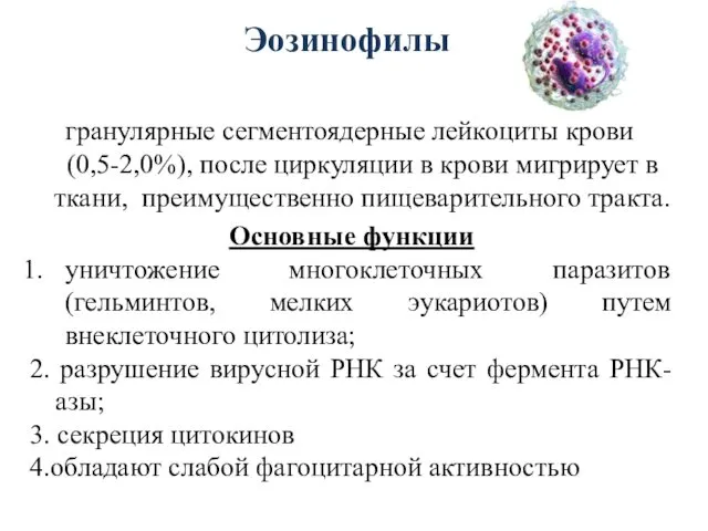 Эозинофилы гранулярные сегментоядерные лейкоциты крови (0,5-2,0%), после циркуляции в крови мигрирует