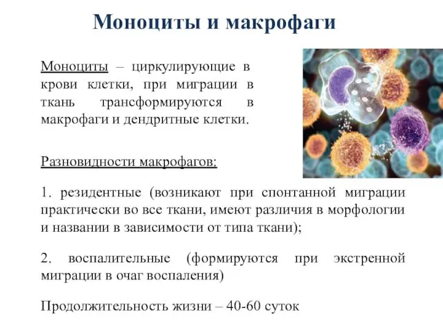 Моноциты и макрофаги Моноциты – циркулирующие в крови клетки, при миграции