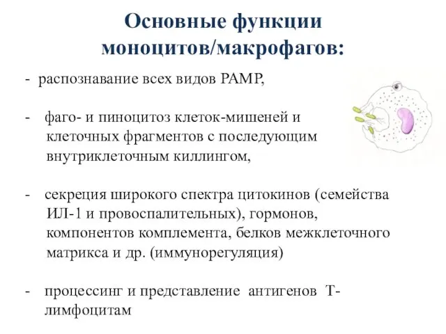 Основные функции моноцитов/макрофагов: распознавание всех видов PAMP, фаго- и пиноцитоз клеток-мишеней