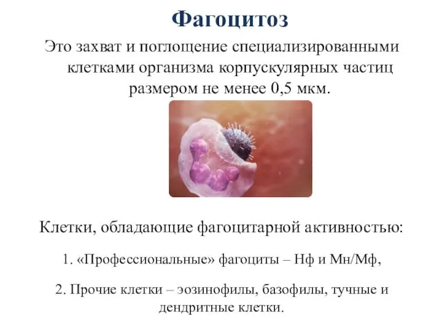 Фагоцитоз Это захват и поглощение специализированными клетками организма корпускулярных частиц размером