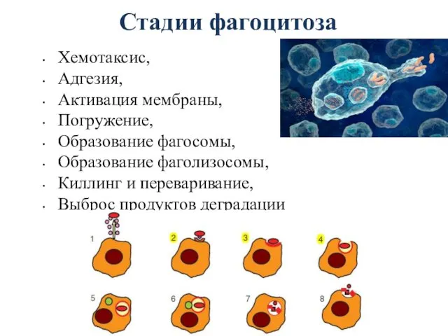 Стадии фагоцитоза Хемотаксис, Адгезия, Активация мембраны, Погружение, Образование фагосомы, Образование фаголизосомы,