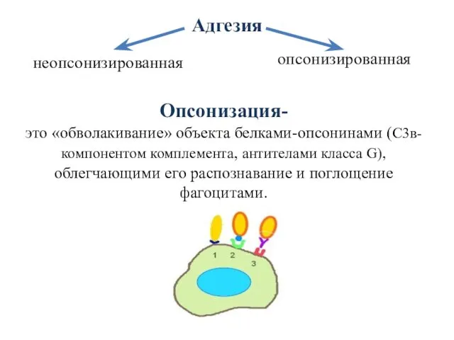 Адгезия Опсонизация- это «обволакивание» объекта белками-опсонинами (С3в-компонентом комплемента, антителами класса G),