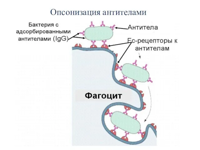Опсонизация антителами