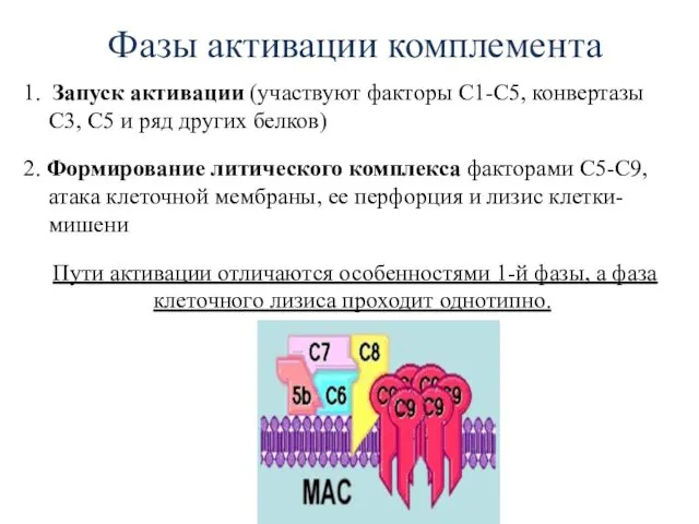 Фазы активации комплемента 1. Запуск активации (участвуют факторы С1-С5, конвертазы С3,