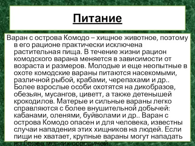 Питание Варан с острова Комодо – хищное животное, поэтому в его