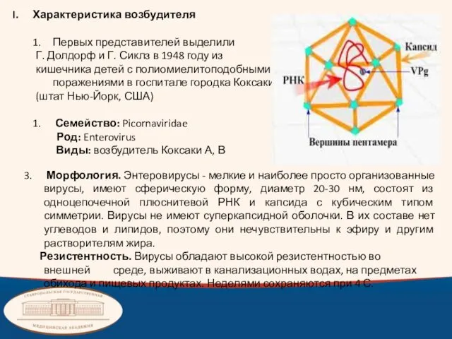 Характеристика возбудителя Первых представителей выделили Г. Долдорф и Г. Сиклз в