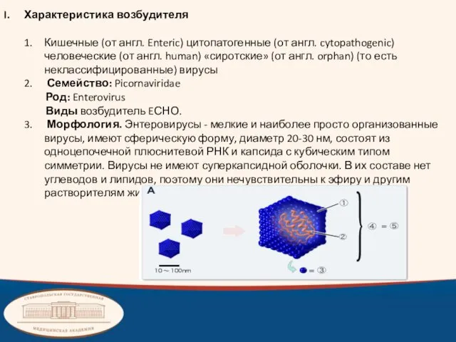 Характеристика возбудителя Кишечные (от англ. Enteric) цитопатогенные (от англ. cytopathogenic) человеческие