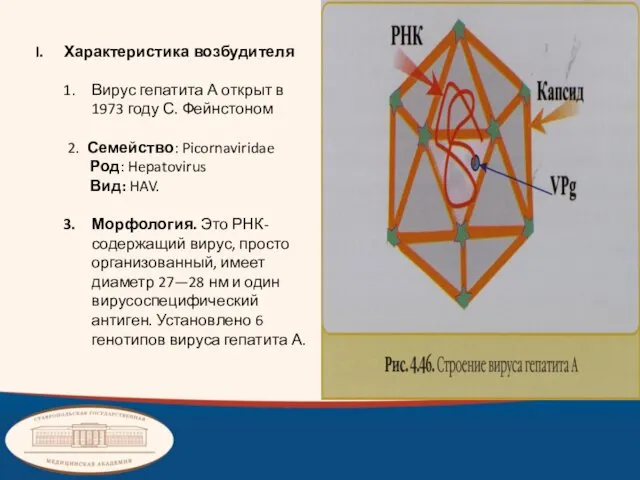 Характеристика возбудителя Вирус гепатита А открыт в 1973 году С. Фейнстоном