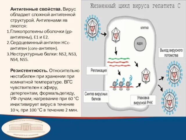 Антигенные свойства. Вирус обладает слож­ной антигенной структурой. Антигенами яв­ляются: Гликопротеины оболочки