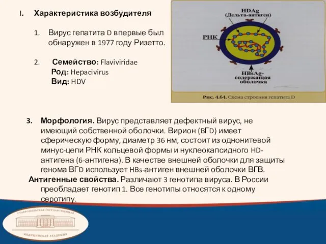 Характеристика возбудителя Вирус гепатита D впервые был обнаружен в 1977 году