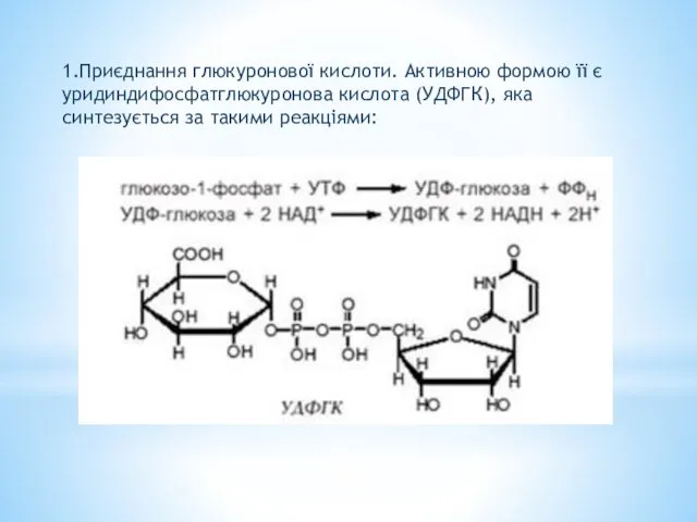 1.Приєднання глюкуронової кислоти. Активною формою її є уридиндифосфатглюкуронова кислота (УДФГК), яка синтезується за такими реакціями: