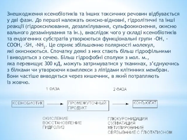 Знешкодження ксенобіотиків та інших токсичних речовин відбувається у дві фази. До