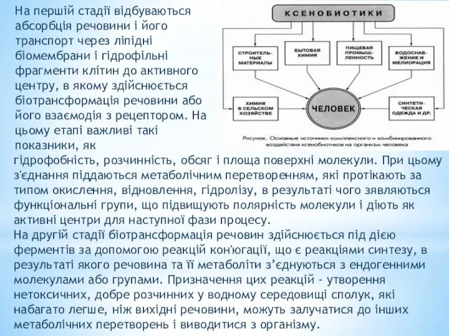 На першій стадії відбуваються абсорбція речовини і його транспорт через ліпідні