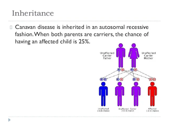 Inheritance Canavan disease is inherited in an autosomal recessive fashion. When