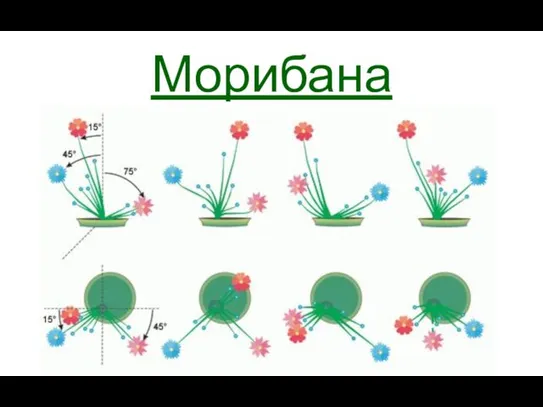 Морибана