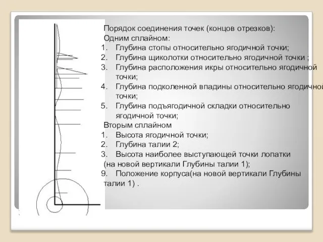 Порядок соединения точек (концов отрезков): Одним сплайном: Глубина стопы относительно ягодичной