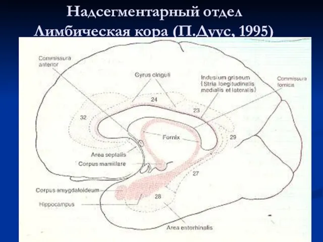 Надсегментарный отдел Лимбическая кора (П.Дуус, 1995)