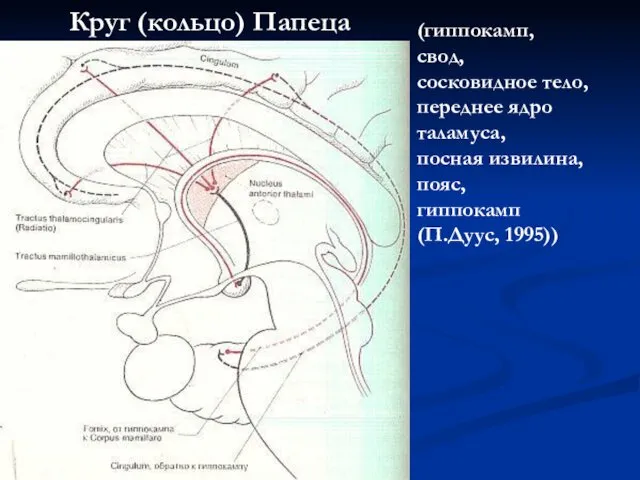 Круг (кольцо) Папеца (гиппокамп, свод, сосковидное тело, переднее ядро таламуса, посная извилина, пояс, гиппокамп (П.Дуус, 1995))