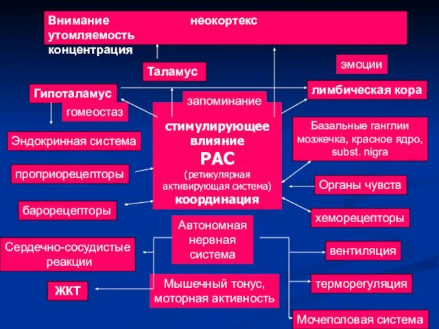 стимулирующее влияние РАС (ретикулярная активирующая система) координация Внимание неокортекс утомляемость концентрация