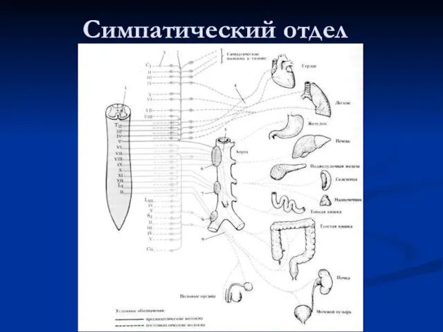 Симпатический отдел