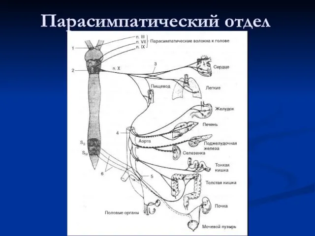 Парасимпатический отдел