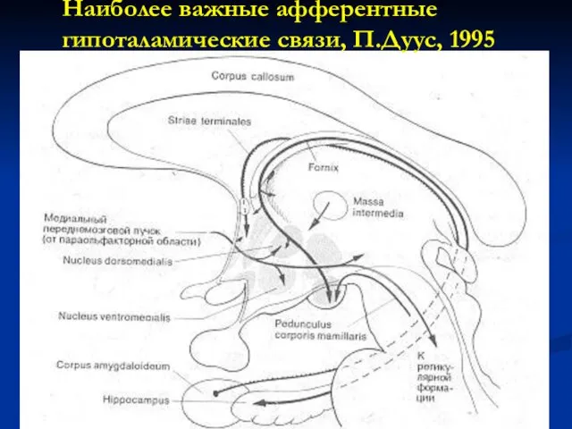 Наиболее важные афферентные гипоталамические связи, П.Дуус, 1995