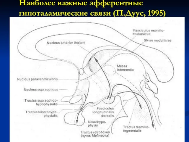 Наиболее важные эфферентные гипоталамические связи (П.Дуус, 1995)