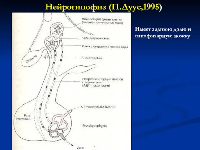 Нейрогипофиз (П.Дуус,1995) Имеет заднюю долю и гипофизарную ножку