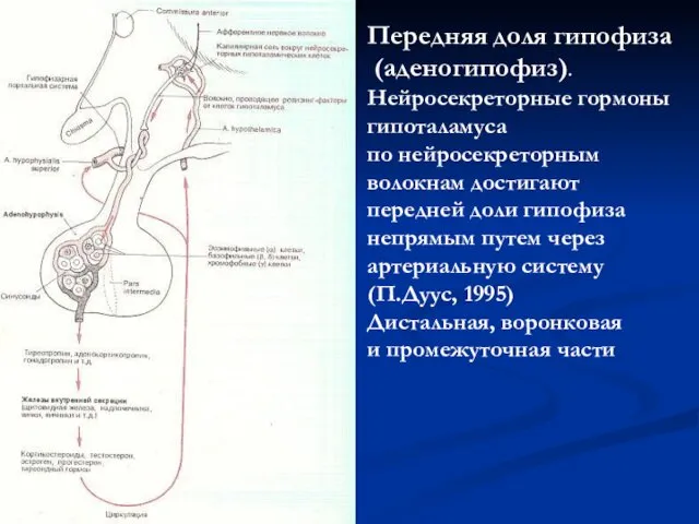 Передняя доля гипофиза (аденогипофиз). Нейросекреторные гормоны гипоталамуса по нейросекреторным волокнам достигают