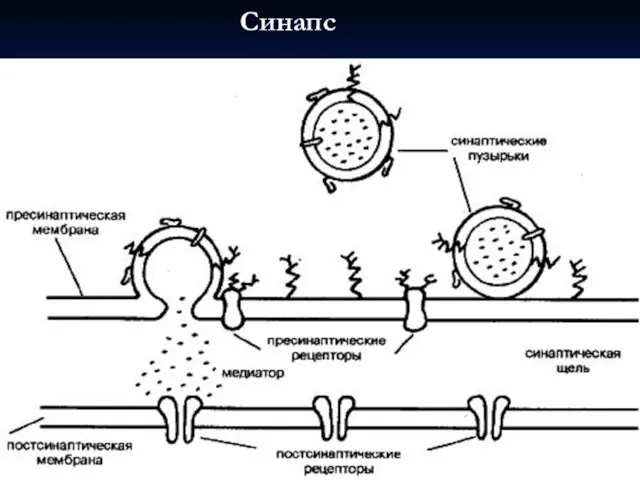 Синапс