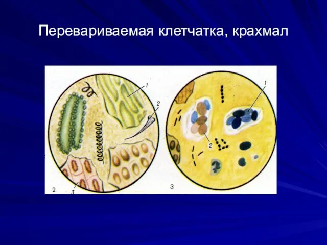 Перевариваемая клетчатка, крахмал