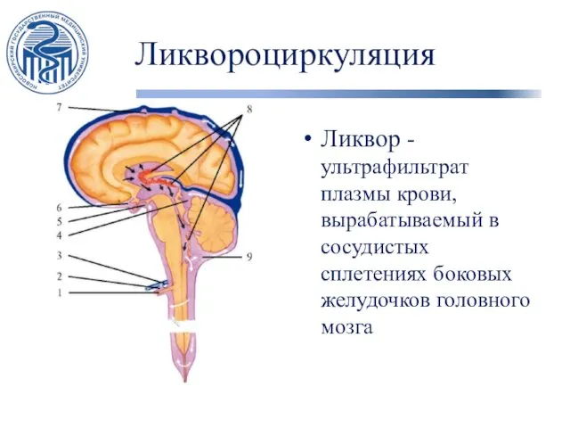 Ликвороциркуляция Ликвор - ультрафильтрат плазмы крови, вырабатываемый в сосудистых сплетениях боковых желудочков головного мозга