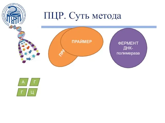 ПЦР. Суть метода ПРАЙМЕР ПРАЙМЕР ФЕРМЕНТ ДНК-полимераза А Г Г Ц