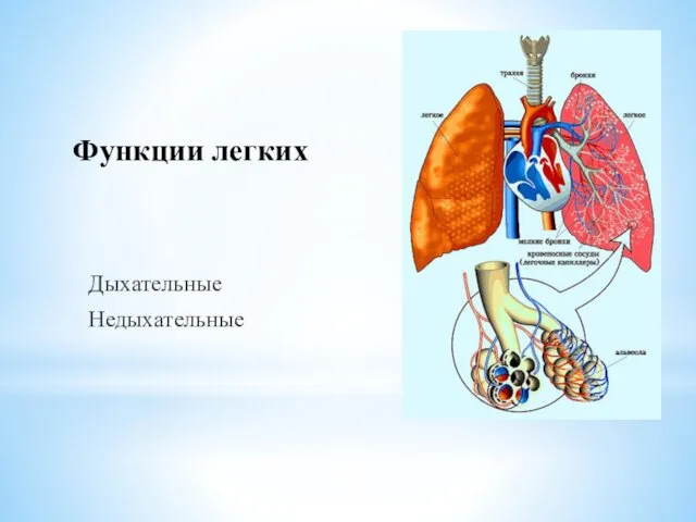 Функции легких Дыхательные Недыхательные