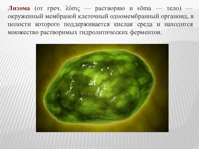 Лизома (от греч. λύσις — растворяю и sōma — тело) —