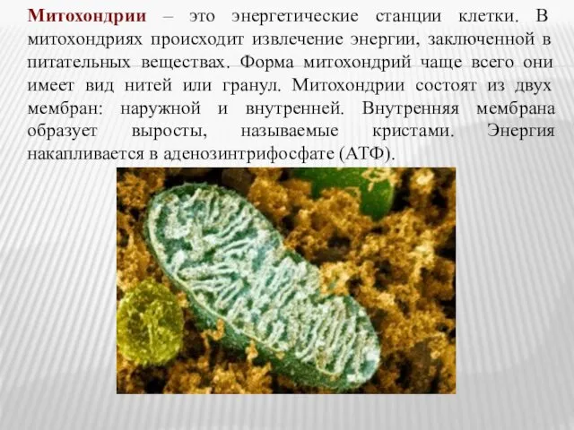 Митохондрии – это энергетические станции клетки. В митохондриях происходит извлечение энергии,