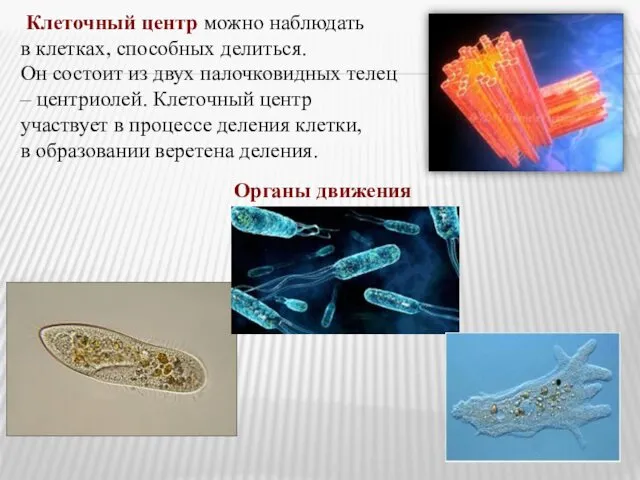 Клеточный центр можно наблюдать в клетках, способных делиться. Он состоит из