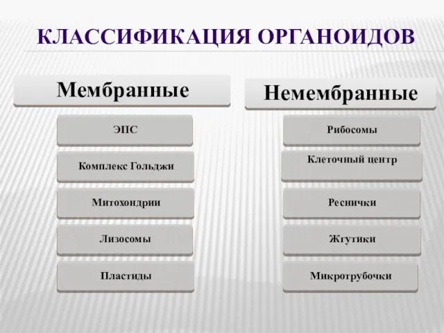 КЛАССИФИКАЦИЯ ОРГАНОИДОВ Мембранные ЭПС Комплекс Гольджи Митохондрии Лизосомы Пластиды Немембранные Рибосомы Клеточный центр Реснички Жгутики Микротрубочки