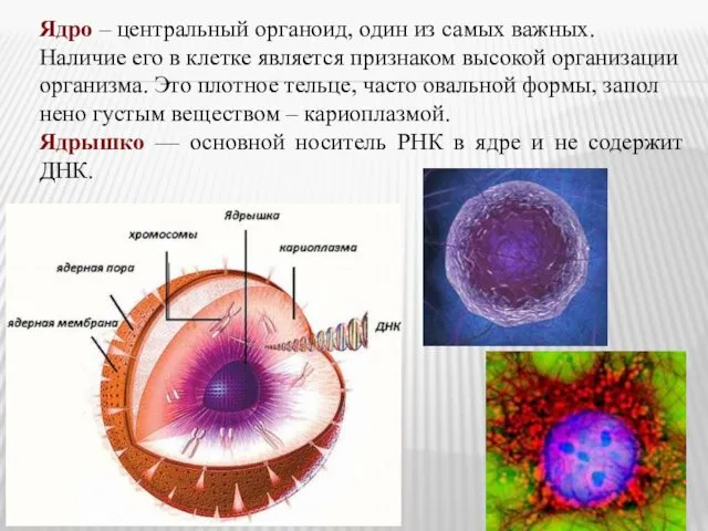 Ядро – центральный органоид, один из самых важных. Наличие его в