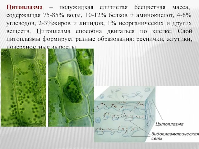 Цитоплазма – полужидкая слизистая бесцветная масса, содержащая 75-85% воды, 10-12% белков