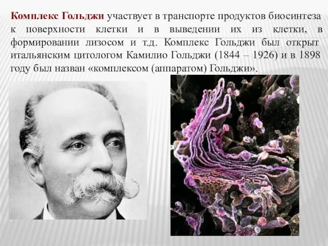 Комплекс Гольджи участвует в транспорте продуктов биосинтеза к поверхности клетки и