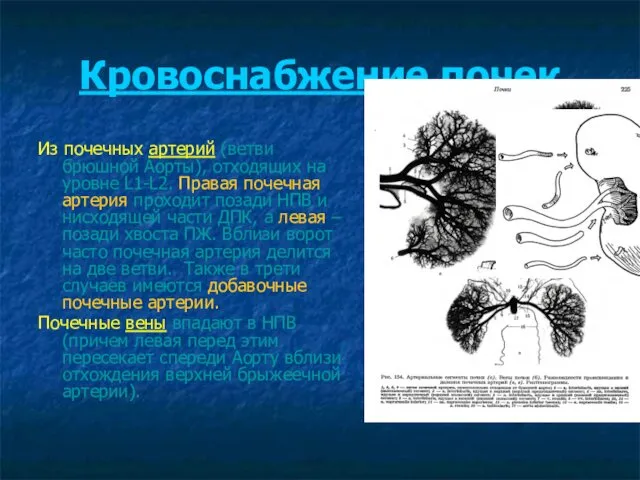 Кровоснабжение почек Из почечных артерий (ветви брюшной Аорты), отходящих на уровне