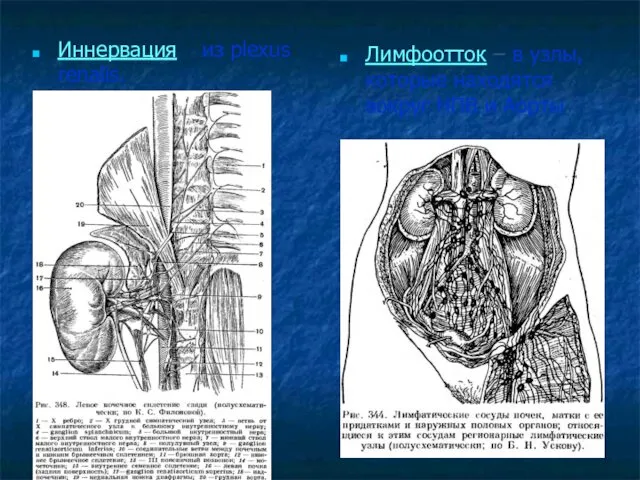 Иннервация – из plexus renalis. Лимфоотток – в узлы, которые находятся вокруг НПВ и Аорты.