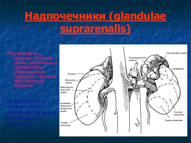 Надпочечники (glandulae suprarenalis) Расположены у верхних полюсов почек, заключены в дупликатуру,