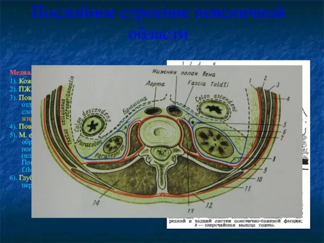 Послойное строение поясничной области Медиальный отдел: 1). Кожа – плотная. 2).