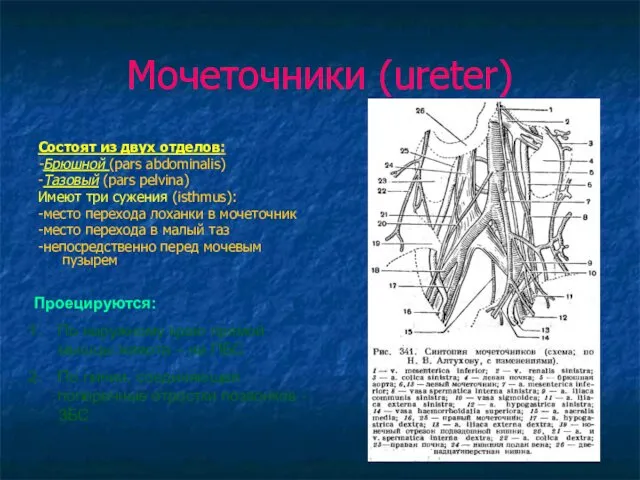 Мочеточники (ureter) Состоят из двух отделов: -Брюшной (pars abdominalis) -Тазовый (pars