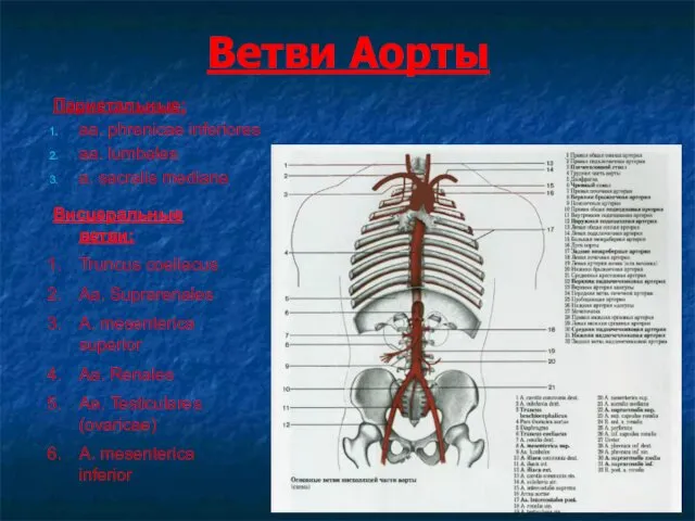 Ветви Аорты Париетальные: aa. phrenicae inferiores aa. lumbales a. sacralis mediana