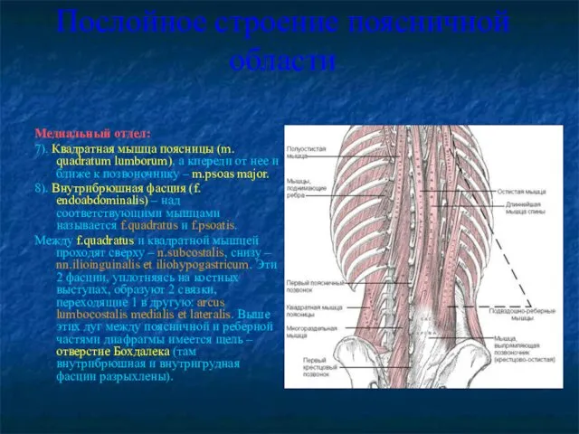 Послойное строение поясничной области Медиальный отдел: 7). Квадратная мышца поясницы (m.