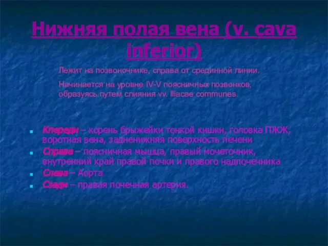 Нижняя полая вена (v. cava inferior) Кпереди – корень брыжейки тонкой