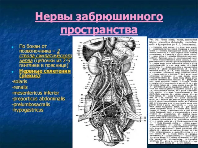 Нервы забрюшинного пространства По бокам от позвоночника – 2 ствола симпатического